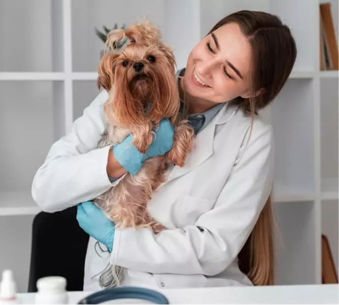 Собака на руках врача